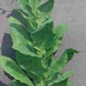 tobaccoplant3