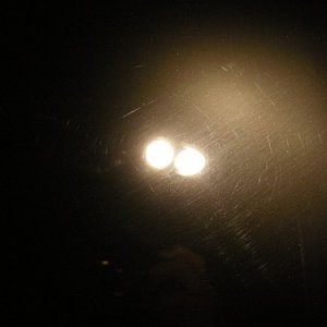 trunk_2