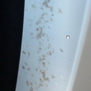 cquartz_stain3
