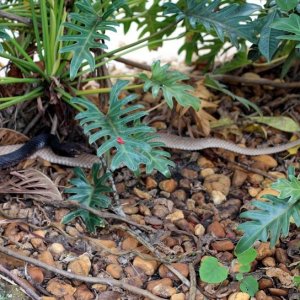 Mystery Snake?