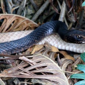 Mystery Snake?