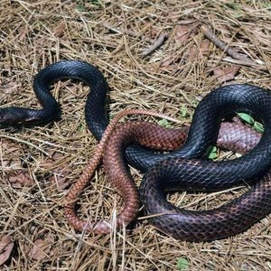 Coachwhip