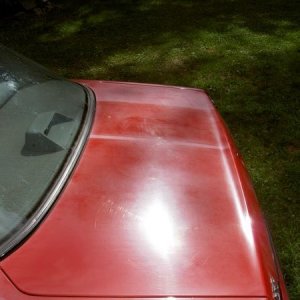 Mustang