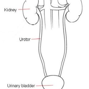 UrinarySystem