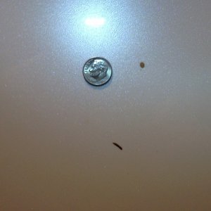 Bird Poo