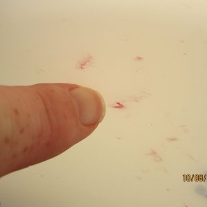 800_Duragloss_Rinseless_Wash_08