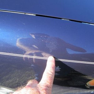 800_Bird_Droppings_01