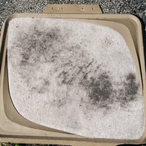 dirty_carpet_640