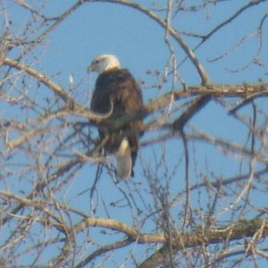 eagle