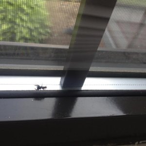 spider