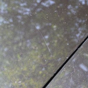 tn_IMG_6081