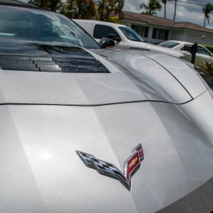 stingray_-7