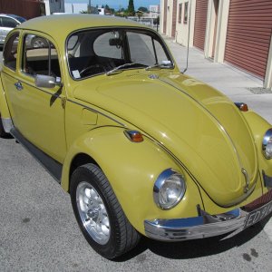 beetle15