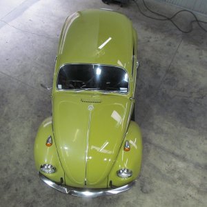 beetle3