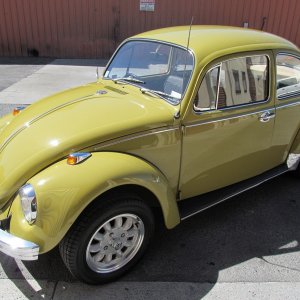 beetle9