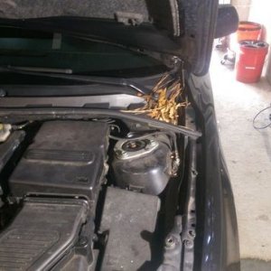tn_under_hood_2_before