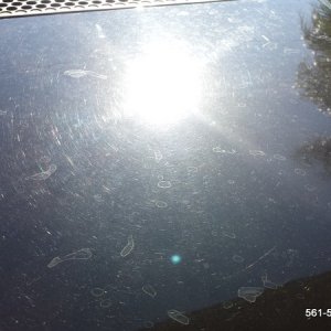 CarDetailingBoyntonBeach561detailing_9