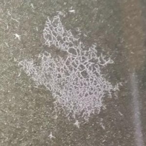 Type 2 Bird Dropping Etching