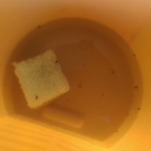 tn_bucket_o_bugs
