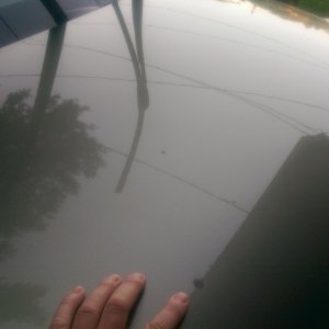 tn_hood_sap_spots