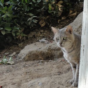 gkuguk