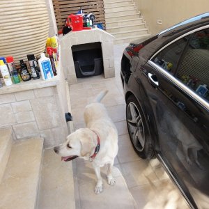 labrador, sharkpolitur, mercedes s 500 amg
