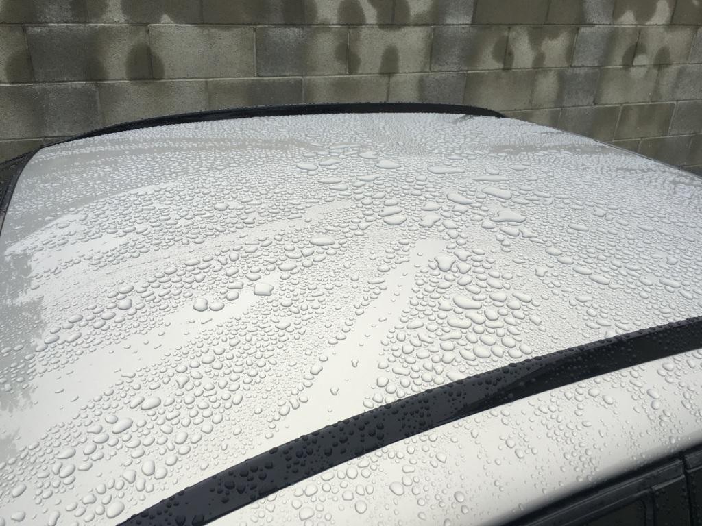 1 Day Old Opti Seal Rain 1/4/2017