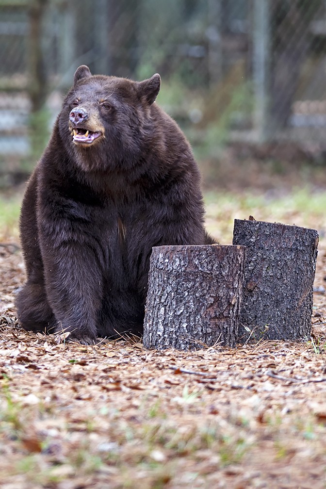 11-12-2022_Chehaw_-_Brown_Bear_-1