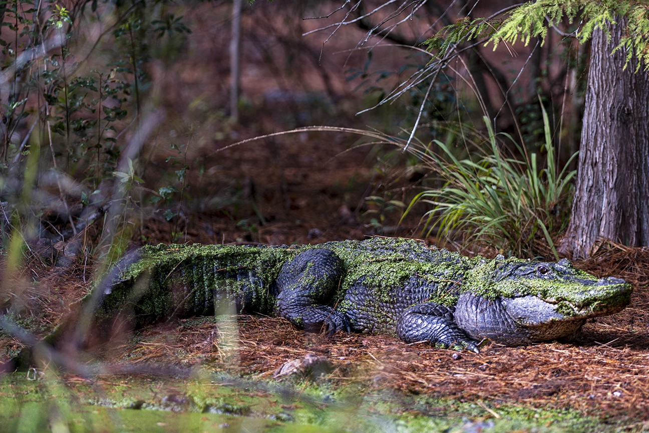 11-12-2022_Chehaw_-_Gator_-3