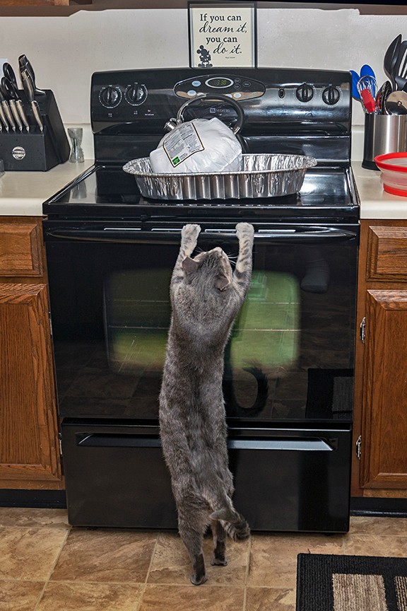 11-22-2018_Thanksgiving_Bandit_-_1