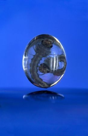 2 mosquito larvae in a drop of water