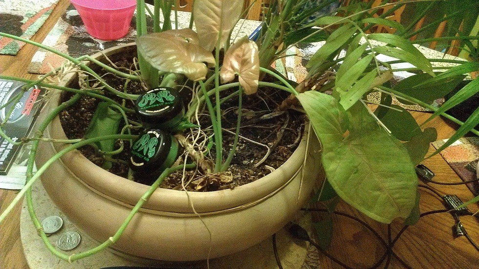 4plant