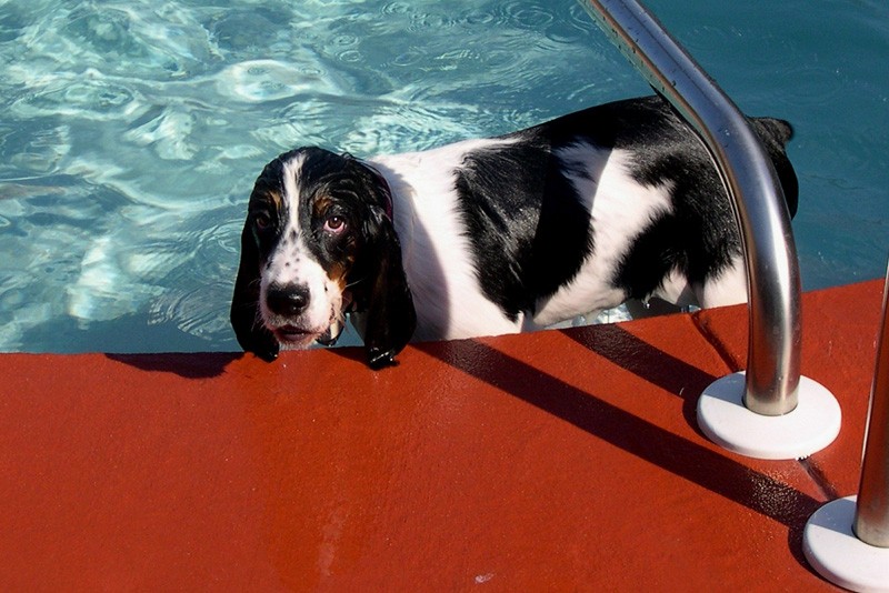 Abby_in_Pool