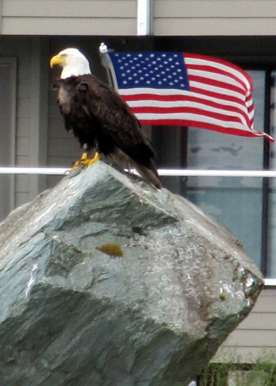 american_eagle