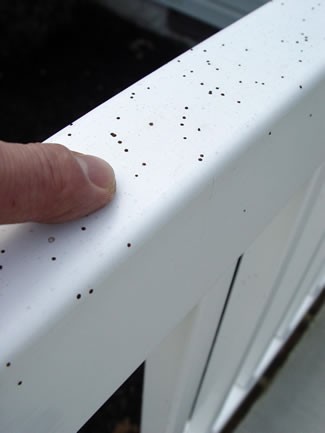 Artillary Fungus