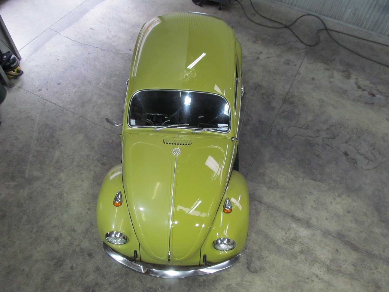 beetle3
