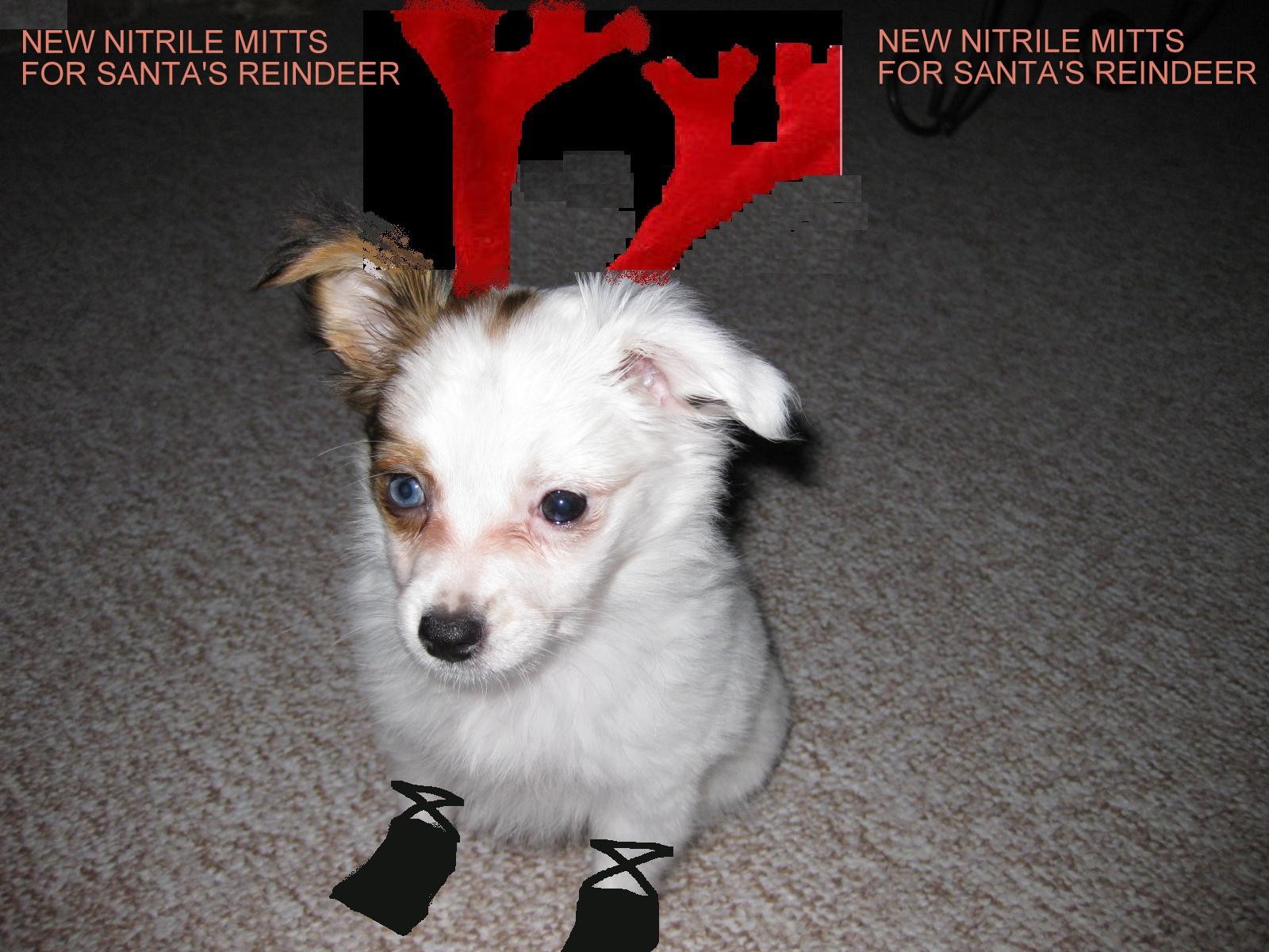 Bella_the_Black_nose_reindeer
