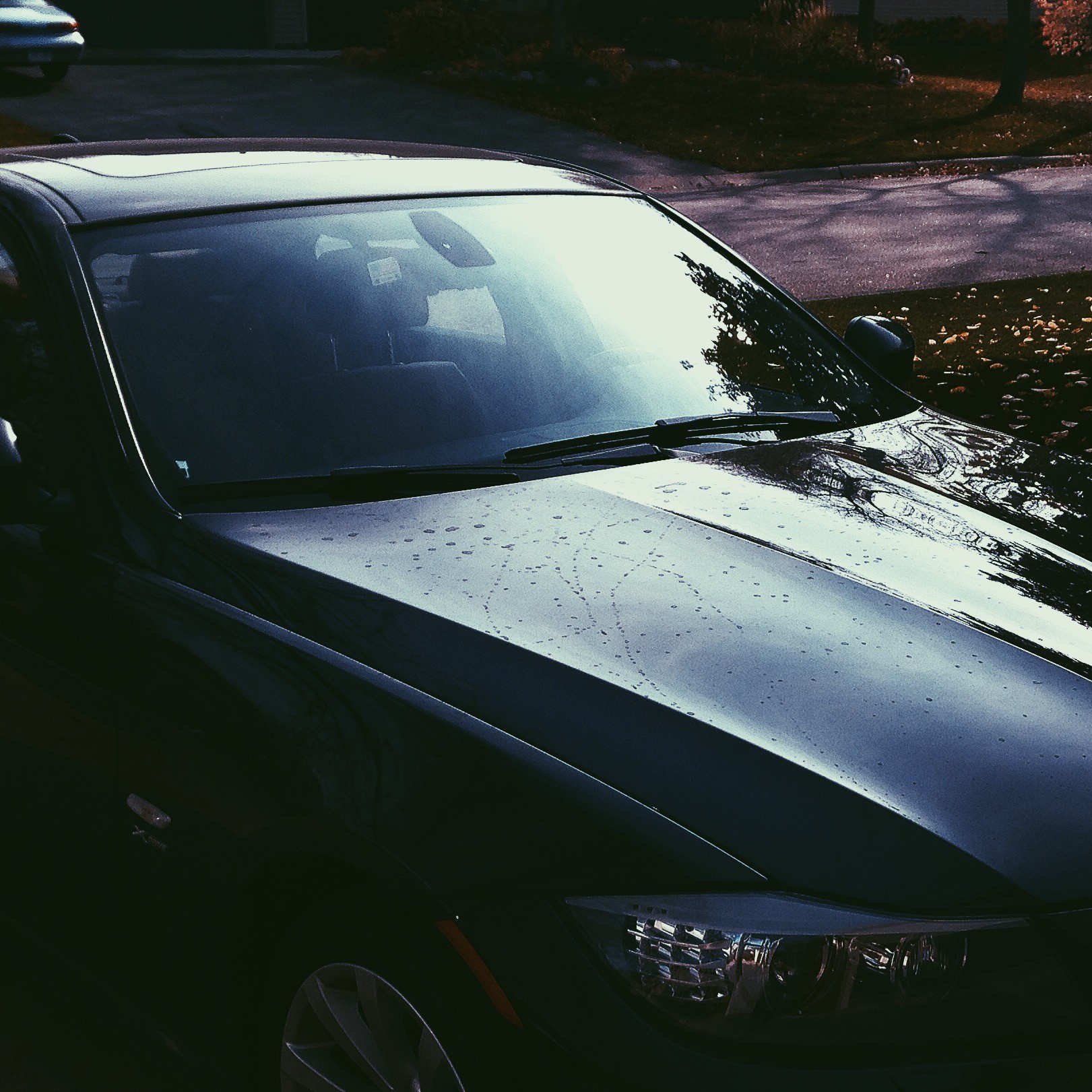 Bird Droppings BMW_01