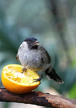 birdnorange