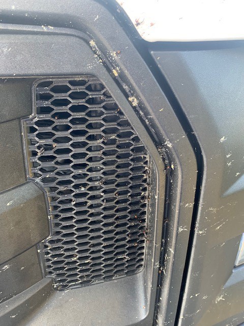 BLACKFIRE Bug BLOCKER Ford Truck