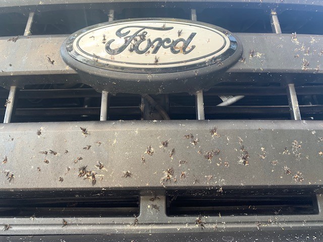 BLACKFIRE Bug BLOCKER Ford Truck