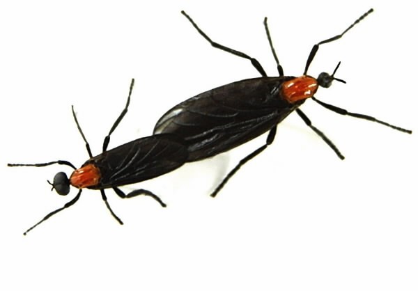 bug51