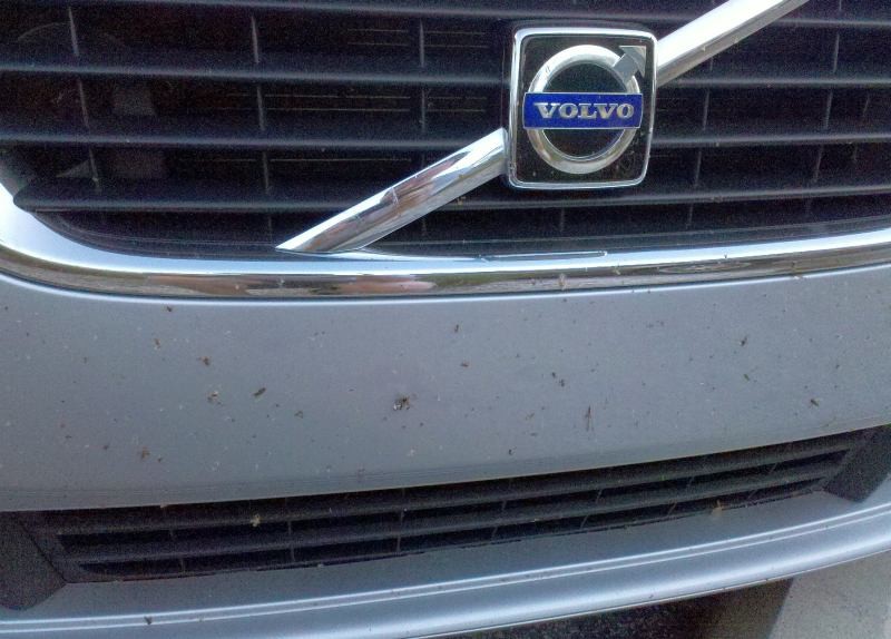 bugs