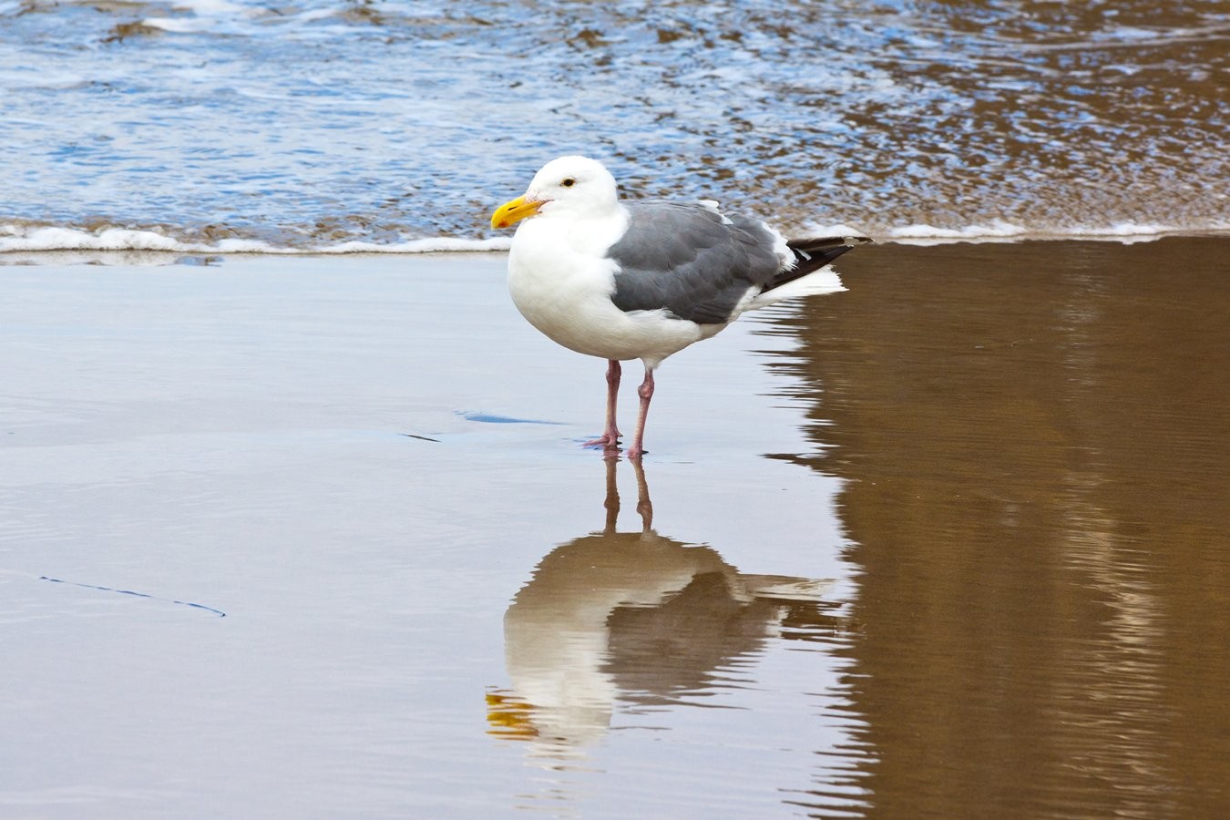 Cannon_Beach_Scenes_2011-20