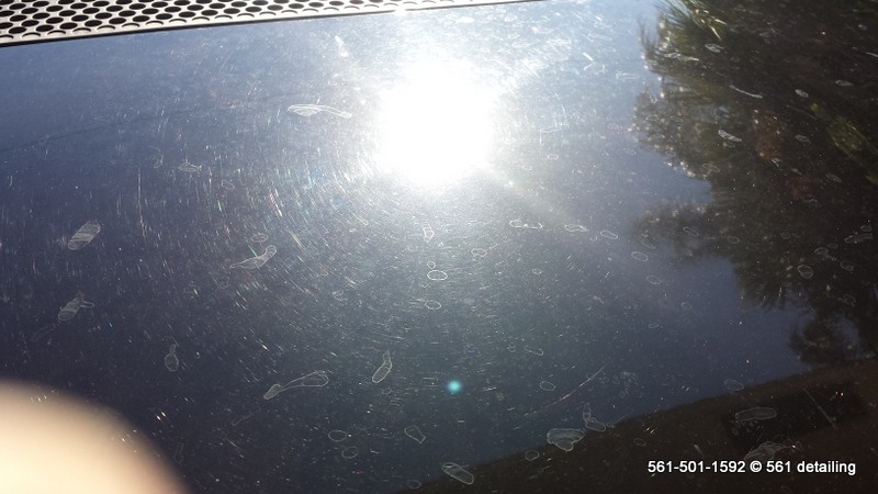 CarDetailingBoyntonBeach561detailing_9