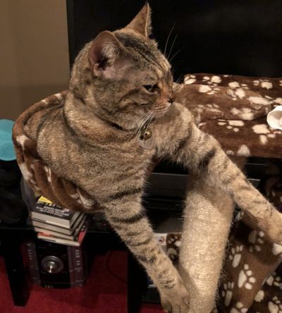 catpic