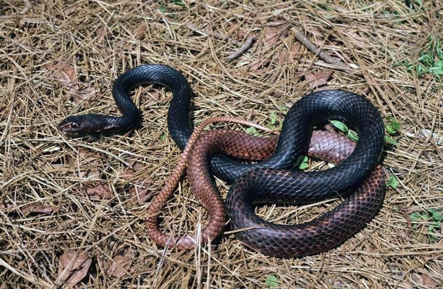 Coachwhip