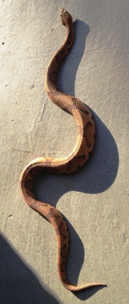 Copperhead Snake