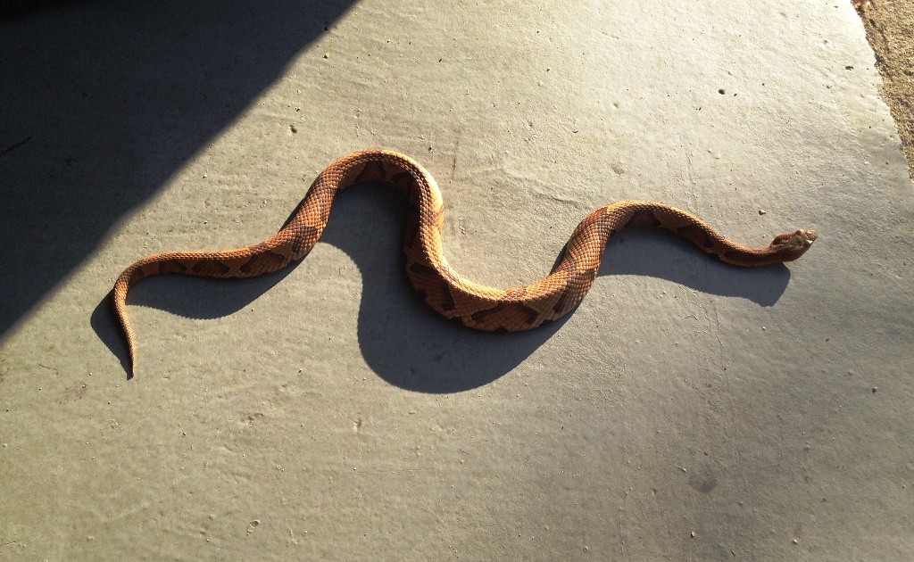 Copperhead