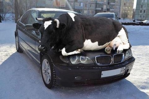 CowonBMW